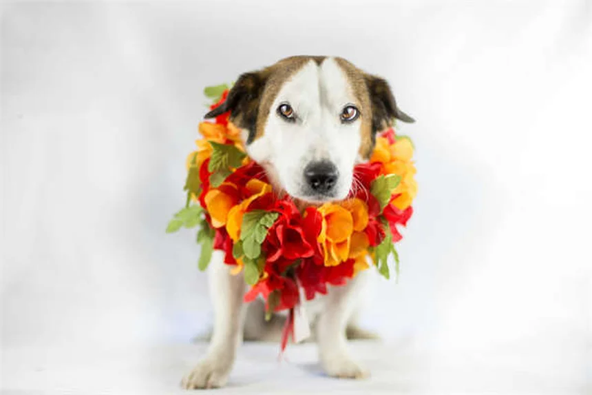 Epífora en conejos: causas, síntomas y tratamiento efectivo