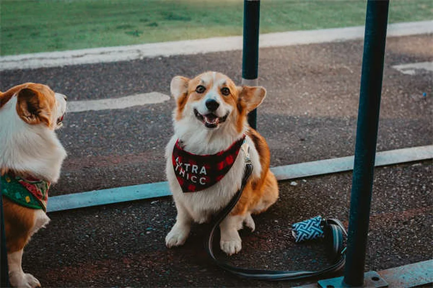 Perro vomitando amarillo: causas y cuándo preocuparse