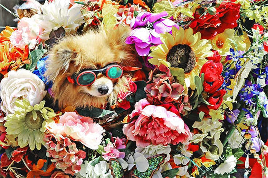 Perro vomitando amarillo: causas y cuándo preocuparse