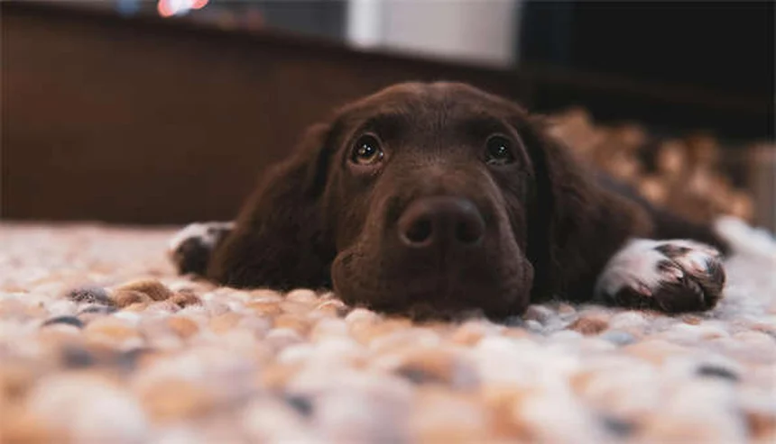 Perro vomitando amarillo: causas y cuándo preocuparse