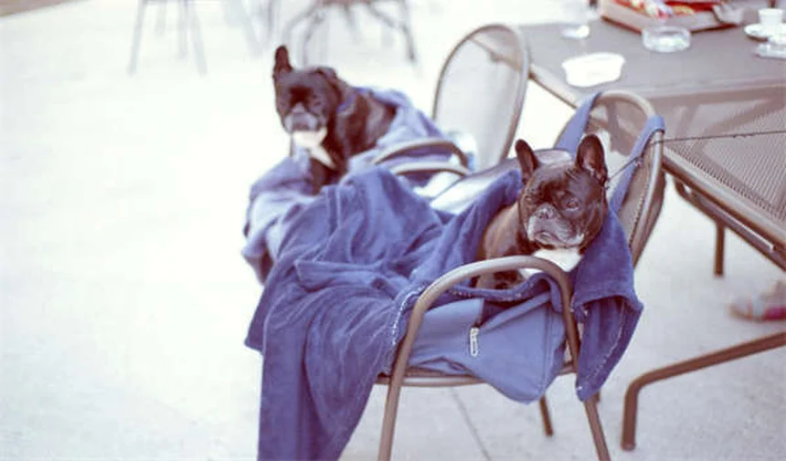 Comportamiento de las ratas: 10 curiosidades sobre su nesting