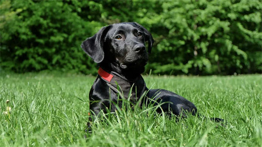 Epilepsia en jerbos: síntomas, causas y cómo ayudar a tu mascota