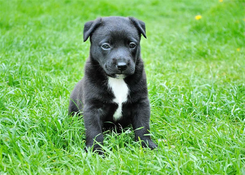 Epilepsia en jerbos: síntomas, causas y cómo ayudar a tu mascota