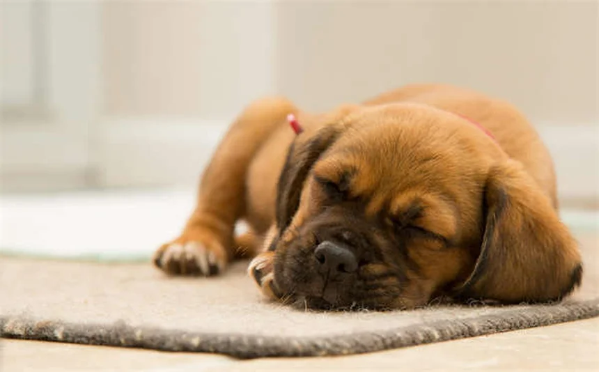 Epilepsia en jerbos: síntomas, causas y cómo ayudar a tu mascota