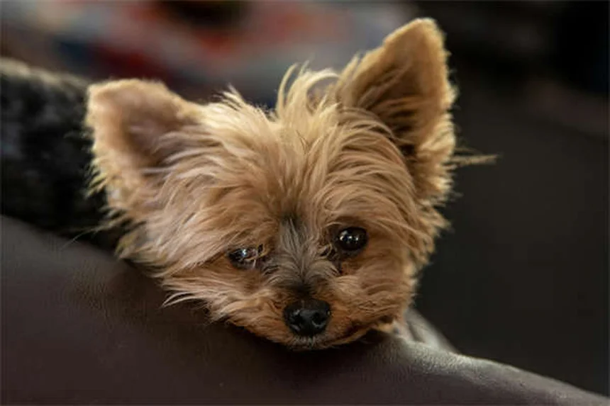 ¿Por qué mi perro arrastra el culo? Causas y soluciones