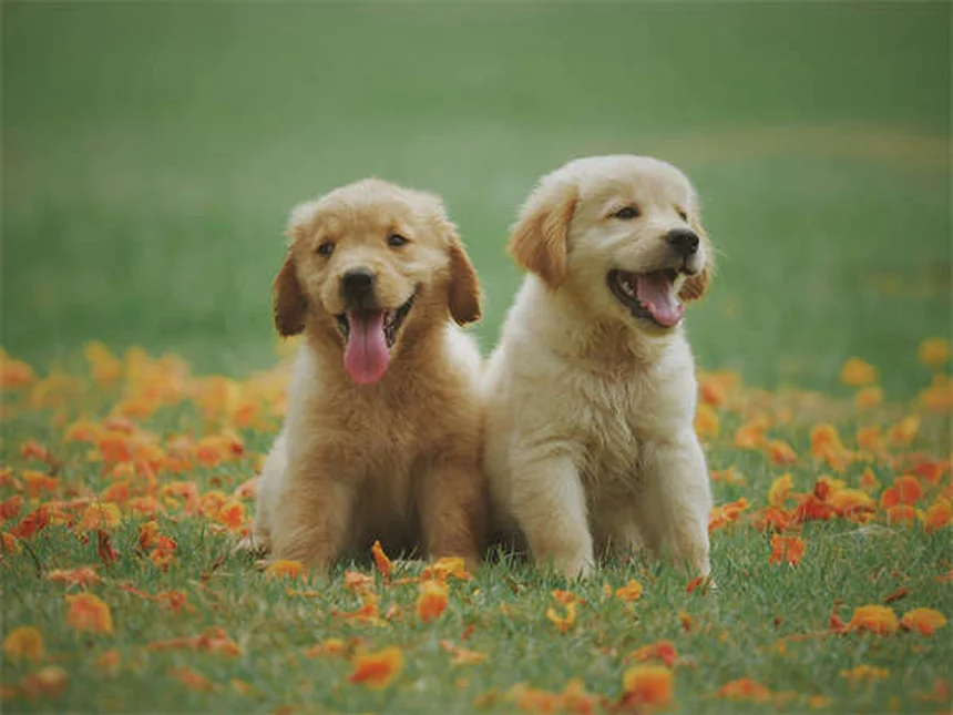 ¿Por qué mi perro arrastra el culo? Causas y soluciones